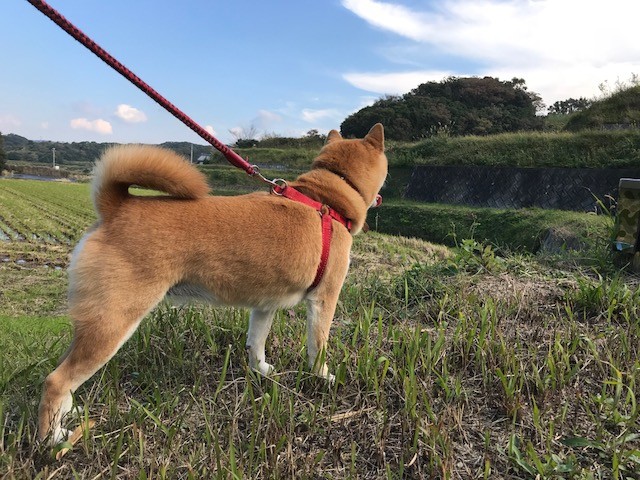 2017柴犬まるこの小旅行☆大好きな車にのって淡路島～愛媛へ行ってきました！