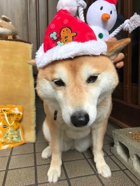 平成最後のクリスマス　柴犬まるこ8歳9ヶ月