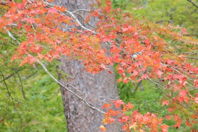 11月4日（振休・月）まるこ再度公園にノルディックハイキング+紅葉の茶屋さんスキヤキ！イベント