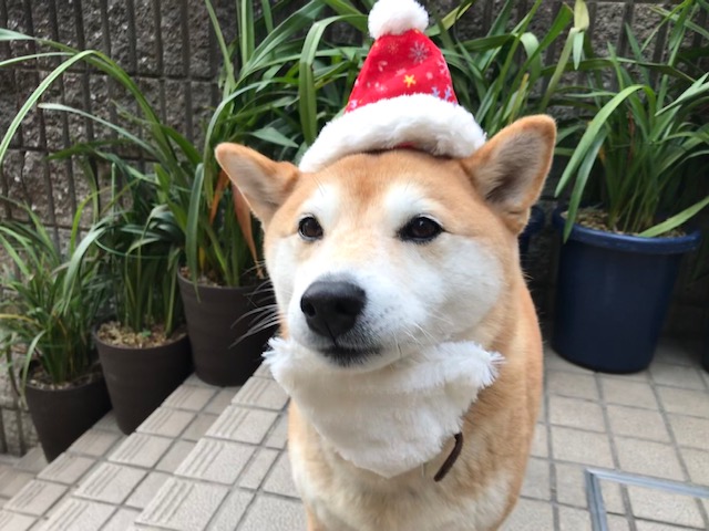 柴犬まるこ9歳 Merry Christmas