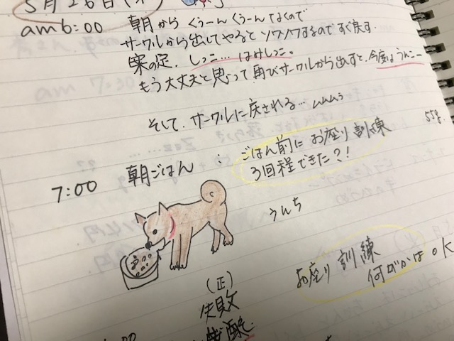 柴犬まるこ　日記